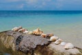 Shells on a palm tree, perfect holiday background Royalty Free Stock Photo