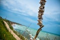 Shells Panorama Shabla Karya Beach Bulgaria Sea Royalty Free Stock Photo