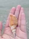 Shells on Pantai UMT Beaches Royalty Free Stock Photo