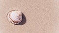 Shells pattern. Seashells, starfishes on sand ocean beach background. Exotic beach with copy space Royalty Free Stock Photo