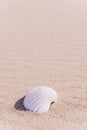 Shells pattern. Seashells, starfishes on sand ocean beach background. Exotic beach with copy space Royalty Free Stock Photo