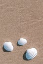 Shells pattern. Seashells, starfishes on sand ocean beach background. Exotic beach with copy space Royalty Free Stock Photo