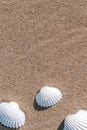 Shells pattern. Seashells, starfishes on sand ocean beach background. Exotic beach with copy space. Royalty Free Stock Photo