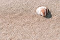 Shells pattern. Seashells, starfishes on sand ocean beach background. Exotic beach with copy space. Royalty Free Stock Photo