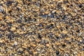 Shells and pebbles on a beach, Boracay Island, Philippines Royalty Free Stock Photo