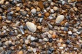 Shells and pebbles on the seashore Royalty Free Stock Photo