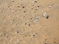 Shells and pebbles on the seashore Royalty Free Stock Photo