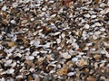 Shells of river mussels, small pebbles and sand on the beach of a river