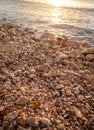 Shells and rocks on the beach along the Caribbean Sea. Royalty Free Stock Photo