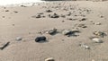 Shells, rocks on the beach sand in spring. Royalty Free Stock Photo