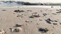 Shells, rocks on the beach sand with waves in the background. Royalty Free Stock Photo