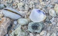 Shells on a Rocky Coast