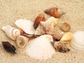 Shells on Sand