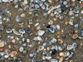 shells on sand beach.Many types of shells on sand