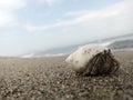 Shells sand beach sea photography Royalty Free Stock Photo