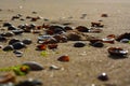 Shells Sand Beach Sun Sunshine Sea Summer shiny Royalty Free Stock Photo