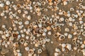 Shells in the sand Royalty Free Stock Photo
