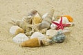 Shells on sand. starfish. treasure sea pearl sweetheart Royalty Free Stock Photo