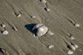 Shells on the sand of a sunny beach. Royalty Free Stock Photo