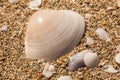 Shells in sand Royalty Free Stock Photo