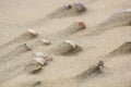 Shells on the sand after the tide, background