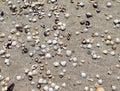 Shells on sandy beaches, seashells background