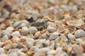 Shells Sea of Azov in Berdyansk Royalty Free Stock Photo
