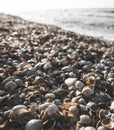 Shells on the sea beach of different sizes and colors lie randomly on the beach of the Black Sea