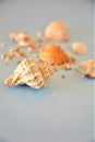 Shells sea beach sand fish travel holiday Royalty Free Stock Photo