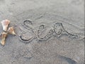 Shells sea beach sand saltlife Royalty Free Stock Photo