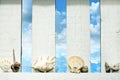 Shells at sea on the fence on beach Royalty Free Stock Photo