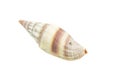 Shells of a sea snail on a white isolated background Royalty Free Stock Photo