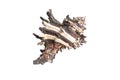 Shells of a sea snail on a white isolated background Royalty Free Stock Photo