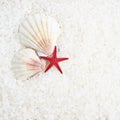 Shells and sea star composition