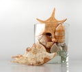 Shells and sea star in glass Royalty Free Stock Photo