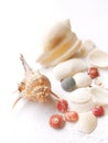 Shells - sea still life Royalty Free Stock Photo