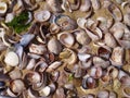 Jumble of shells on the seashore