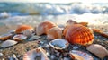 Shells on a shore Royalty Free Stock Photo