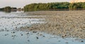 Shells in the shore during low tide at Wakra beach in Qatar. living Sea shells