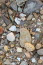 shells and small rocks in a river near the sea Royalty Free Stock Photo