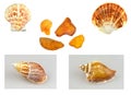 Shells, snails and amber Royalty Free Stock Photo