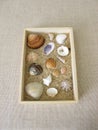 Shells, snails and sand from the beach in a wooden box