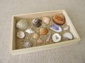 Shells, snails and sand from the beach in a wooden box