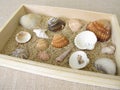 Shells, snails and sand from the beach in a wooden box