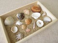 Shells, snails and sand from the beach in a wooden box
