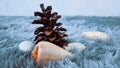 shells on the snow rug. Royalty Free Stock Photo