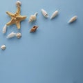 Shells and star fish on light blue background. Royalty Free Stock Photo