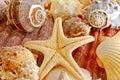 Shells and starfish Royalty Free Stock Photo