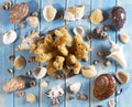 Shells and starfish on a blue wooden eco board. Beautiful sea frame, summer sea background