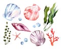 Shells, starfish, corals, algae isolated on white background.
